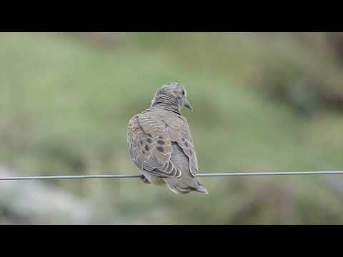 Eared Dove, Zenaida auriculata, juv, Gualeguaychú, Entre Rios, Argentina, 23 Febr 2026 (4/5)