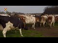 De koeien mogen weer naar buiten in Reusel