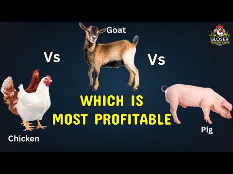Chicken vs Goat vs Pig. Which is the most profitable farming for a beginner with little capital.