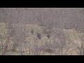 Ekip İşi Domuz Avı / Team work wild boar hunting. Ekip İşi Domuz Avı / Team work wild boar hunting.