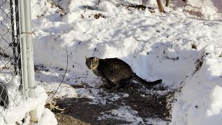 Outdoor Cats Struggle Big Winter Storm NYC