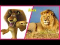 MADAGASCAR Characters IN REAL LIFE WANAPlus