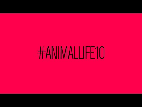 Stress #ANIMALLIFE 10 (Flash Back Friday)