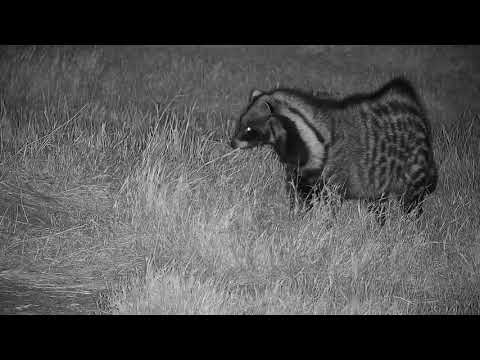Djuma: Civet - 21:49 - 07/01/19