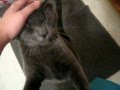 Hungry Hugo Talks To Mommy Cute Cat Meowing