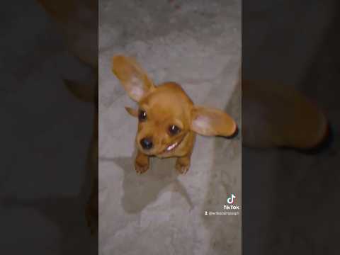 El tesoro del holandés con canela & bigotes #gracioso #viral #perros #perritos #bebe #pets #tiktok