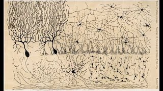 V. Hakim - A statistical physics perspective on some questions of neuroscience