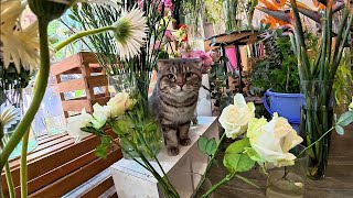 Why Vietnamese loves flowers? Cat Cafe / My Teacher 🇻🇳  / Part 5