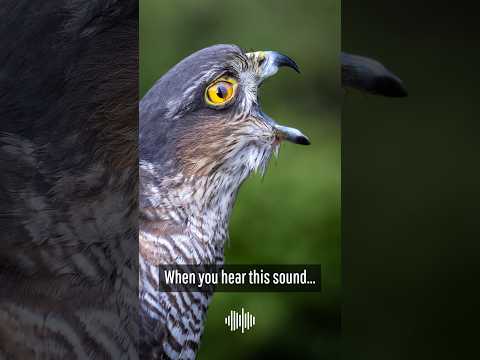 Do you know the sound of a sparrowhawk? #sparrowhawk #birds #wildlife #birding