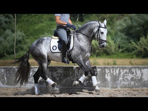 **SOLD** Very confortable and easy lusitano  (REF#366)