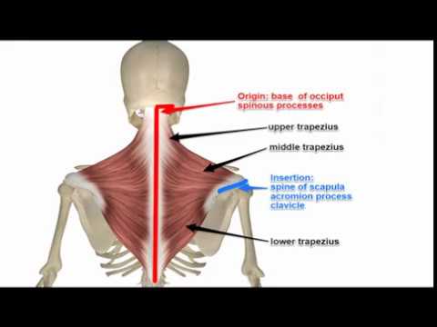Two Minutes of Anatomy: Trapezius