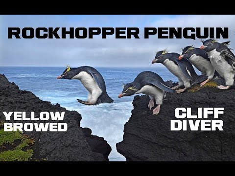 10 Rockhopper Penguin Facts - The Yellow-browed Cliff Diver - Animal a Day