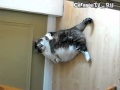 Очень толстый кот пытается помыться 