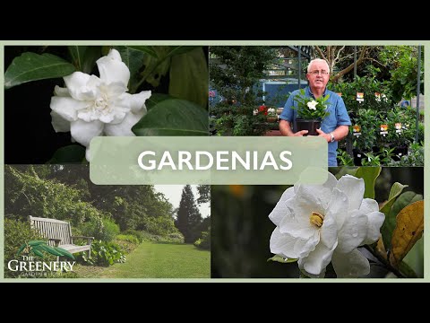 Popular Gardenia Varieties | The Greenery Garden & Home
