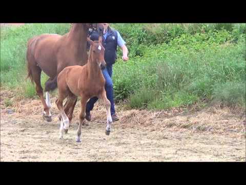 Christel Mops v Cristallo I ( for sale)