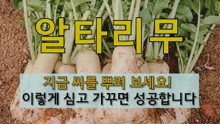 알타리무 지금 씨를 뿌려 보세요! 이렇게 심고 가꾸면 성공합니다. #알타리무 심고 가꾸는 방법 #가을 알타리…