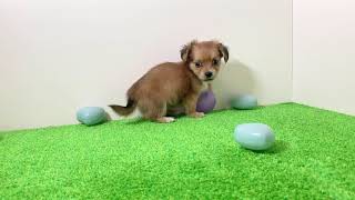 ハーフ犬の動画02