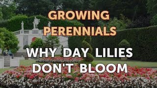 Why Day Lilies Don't Bloom