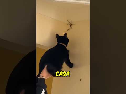 Louise Bourgeois: La Artista Detrás de 'Maman