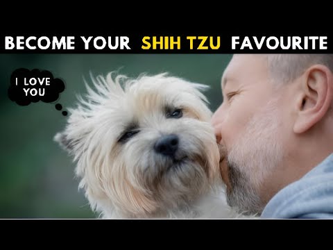 How Shih tzu Choose Their Favorite Person - Finally Secrets Revealed