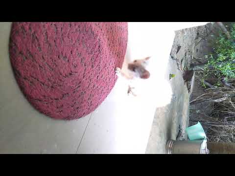 I playing with my little kitty