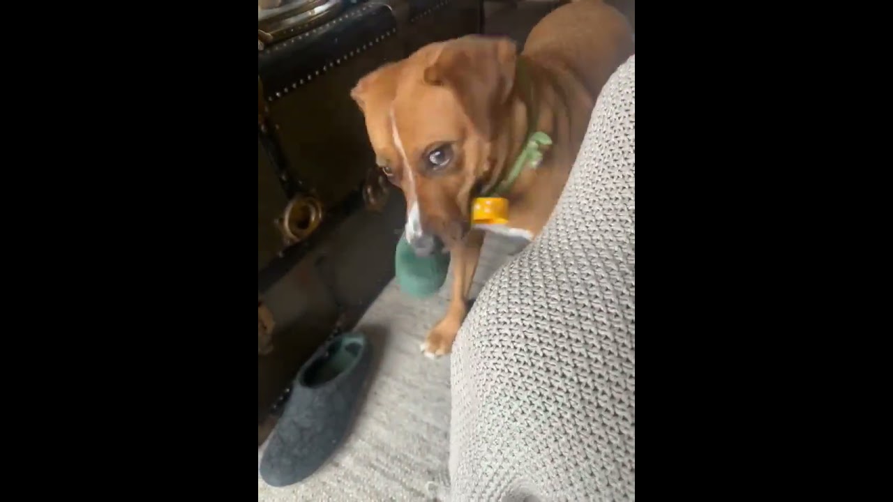 Felice, a ADOPTABLE mixed breed video 6/6