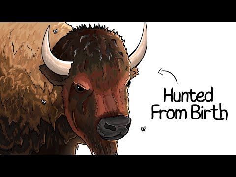 Why it Sucks To Be Born As a Bison