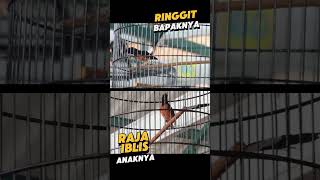 Download lagu RAJA IBLIS itu Anaknya RINGGIT Juara SMM Stargazer, Ibunya Murai TRAH RAWON #muraibatu mp3