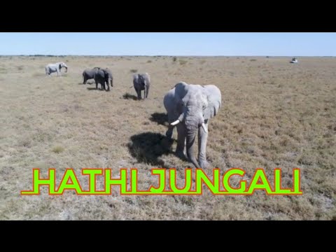 Fjords of Patagonia 4K -  Jungali Hathi Film With Calming Music