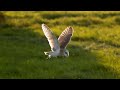 The Unbelievable Flight of a Barn Owl | Super Powered Owls | BBC Earth
