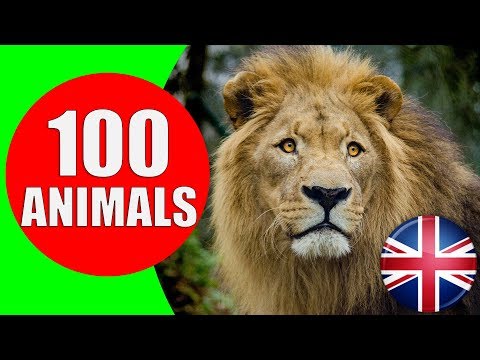Animals for Kids to Learn - 100 Animals for Kids, Toddlers and Babies in English | Educational Video