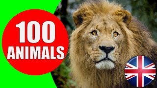 Animals for Kids to Learn - 100 Animals for Kids T