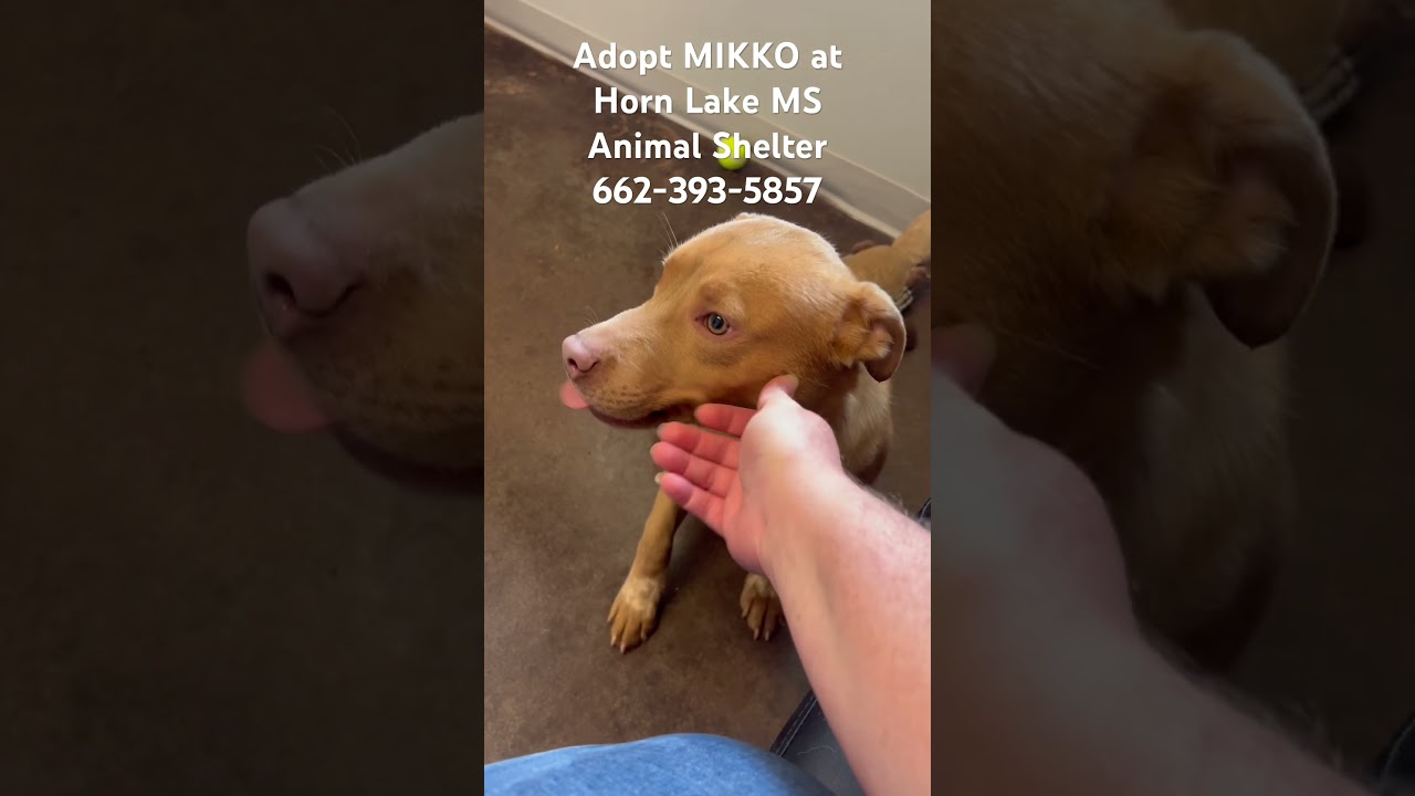 Enlarge Mikko, a ADOPTABLE mixed breed in Horn Lake, MS video 6/6