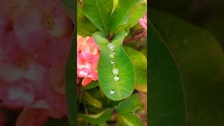 rain drops|Nature&#39;s Symphony:Raindrops on#viral Leaf#shorts#RaindropsOnLeaf#NatureSounds#CalmingRain