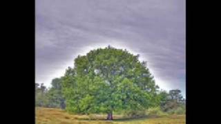 Blonde Redhead - Hated Because of Great Qualities