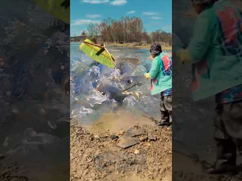 Ikan besar dan ganas ditaklukan sekali serok!! #bigfish #fishing #amazing