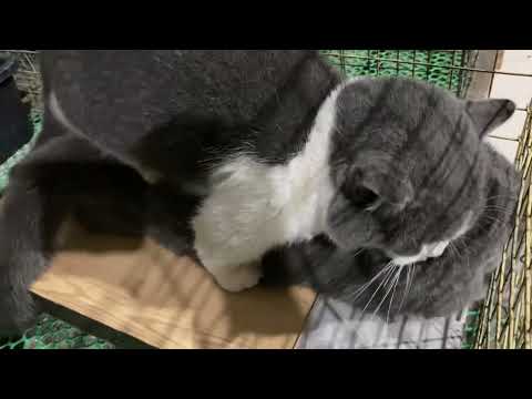 Cat in heat 😻 || May vs Rùa1 || Munchkin Mate || Cat breeding 😺