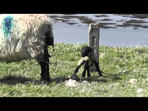Sad - Lamb rejected by its mum, Part 3 of 4