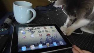 Gatito y iPad
