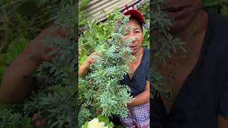Como evitar que la planta de ruda se termine secando #shorts