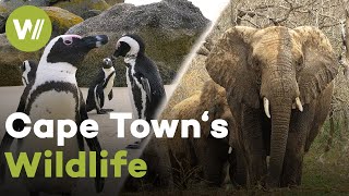 South Africa Wildlife: Penguins, Baboons & Animals of the Cape Town Coast