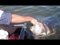 Big Fish And Campfire Cooking Free Range Sailing Ep 14