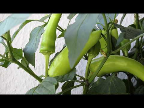 TimeLapse Chili Pepper 25 days in 2 min
