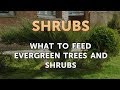 What to Feed Evergreen Trees and Shrubs