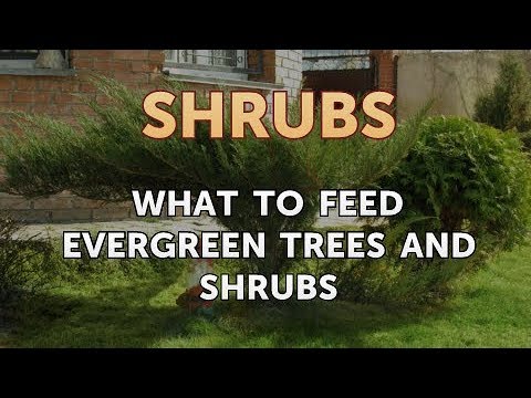 download lagu mp3 mp4 What To Feed A Privet Hedge, download lagu What To Feed A Privet Hedge gratis, unduh video klip What To Feed A Privet Hedge