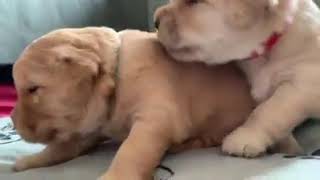 Puppies are 2 Weeks Old