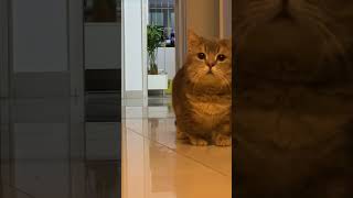 Download lagu lucu nya kucing #kucinglucu #kucing #kucinggemoy #cat #cute #pet #pets #shortvideo #shorts mp3