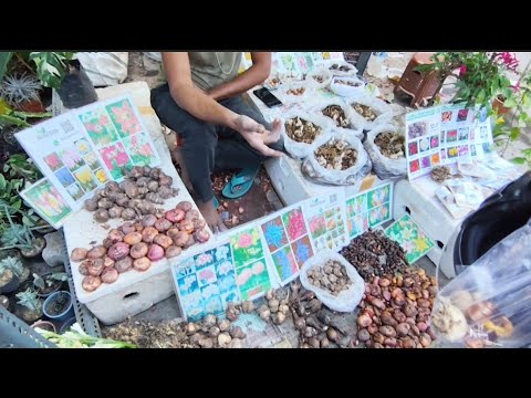 V1059 New New Lily Bulbs Calla Tulip Fresia Renuculus Asiatic & Mud Pots Prices Galiff Street Market