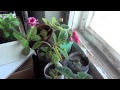 Цветы Россия Сибирь Лесосибирск 2013 март 30 Flowers Russia Siberia Lesosibirsk 30 March 2013 Цветы Россия Сибирь Лесосибирск 2013 март 30 Flowers Russia Siberia Lesosibirsk 30 March 2013
