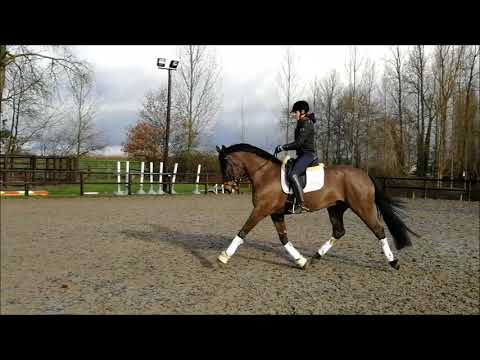 Lord Larry - 5 yo gelding by Londontime